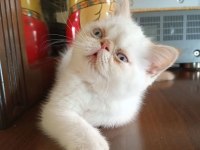 Safkan tertemiz kan taşıyan exotic shorthair yavrular