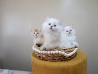 British longhair dişi yavrular şecereli