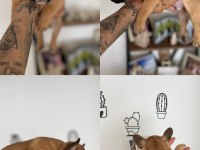 Fransız (french) bulldog yavrusu 2 aylık