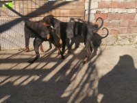 Erkek dişi Doberman