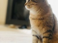 Scottish Fold 5.5 AYLIK DİŞİ İNANILMAZ İNSAN CANLISIDIR