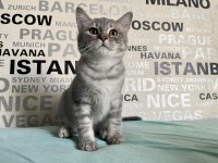 Kusursuz Ayı Surat Silver Tabby British Shorthair Yavrumuz