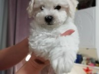 Orjinal bichon frise yavrularımız