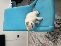 2.5 aylık british shorthair kedim