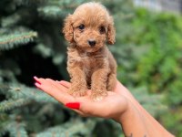Ben maltipoo chek benimle tanışmadın mı hala