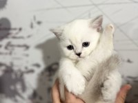 8 tane scottish fold yavrular 2 aylık