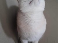British golden shorthair şecereli erkek