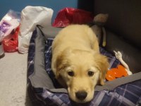 3 Aylık Yavru Golden Retriever