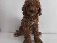 Bazı Sebepten Dolayı Köpeğimi Vereceğim
