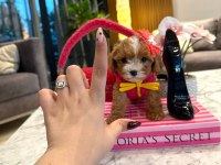Mini Maltipoo Baby