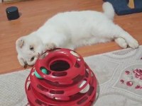 Scottish fold blue kedimiz