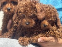 Ankranın en seçkin redbrown toy poodle yavruları