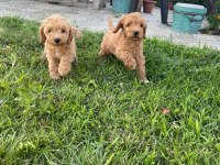 Cockapoo bebekler