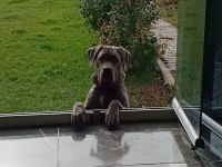 Cane corso blue