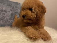 Poodle aşılı garantili yavru