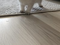scottish fold blue point bihter 3 haftalik