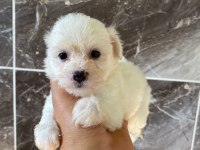Minyatür orjinal morkie