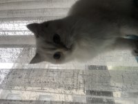 1 yaşında Dişi british shorthair