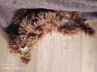 Asil yavrulardan alınmış minyatür poodle