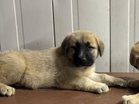 Boz Kangal Yavruları