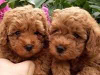 TOY POODLE YAVRULARI