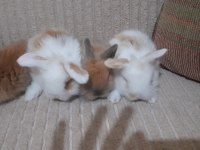 Hollanda lop tavşanı