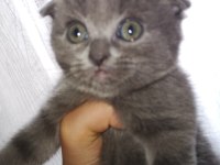 Dişi 2 adet scottish fold
