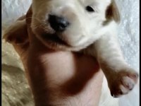 Maltese Terrier Çok Uygun Fiyat