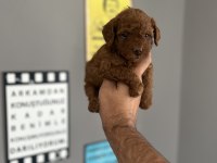 Toy poodle yavru
