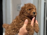 0 NUMARA TOY POODLE KIZIMIZ