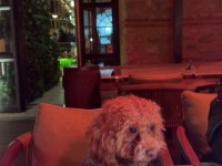 TOY POODLE 1 YAŞINDA
