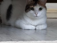 Kısırlaştırılmış Kedimize Ömürlük Aile Varmı