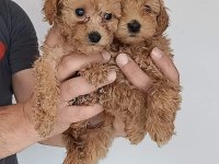 Poodle ayarı maltipoo yavrularımız