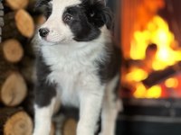 Border Collie Yavruları Aşıları tam