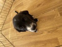 Labrador yavru köpeğimiz
