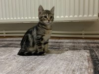 Sahiplendirme tekir kedimiz