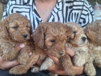 Maltipoo Kalite Yavrular Irk Sağlık Garantili