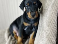Asil Görünümlü Doberman Yavruları