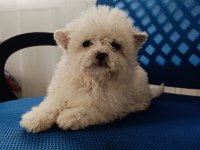 Maltipoo yavru köpekler
