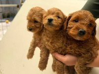 Maltipoo bebek köpekler