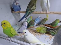Alıştırmalık Muhabbet Kuşu Yavrular Hepsi Güzel