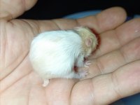 ÖZEL TÜR TEDDY BEAR VE DWARF HAMSTER