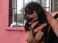 Koca Kafa Rottweiler Yavruları