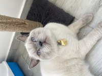 Kendi british shorthair kedim