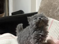 British shorthair ve scottish fold yavrular