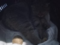 Çok tatlı scottish fold straight ve jack terrier