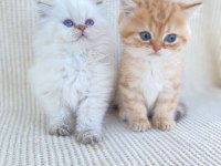 British longhair ve short kardeşler