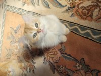 British golden longhair