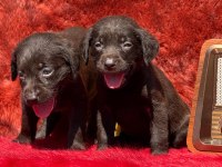 Labrador redriever sevimli yavrular