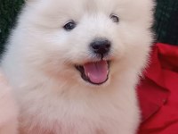 Kar beyaz samoyed yavrular teslime hazır